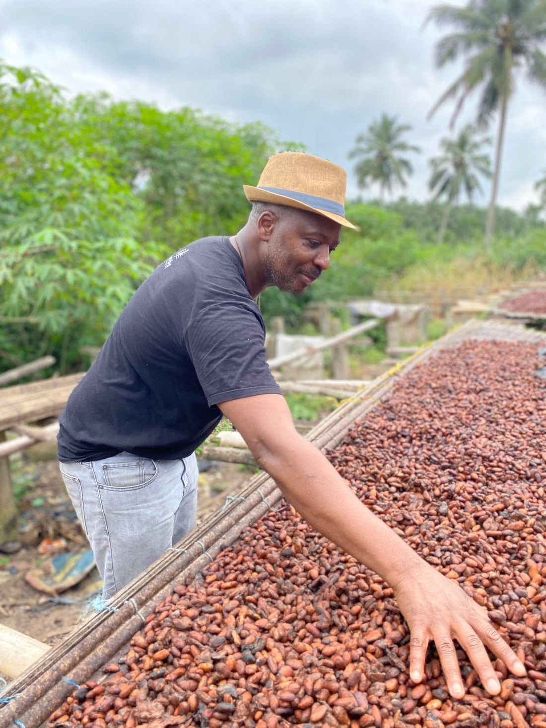 Cocoa beans drying on raised racks in the sun in Ghana